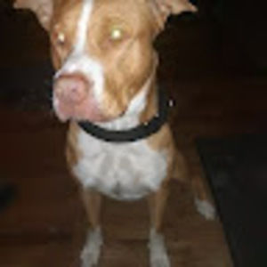 Meet your Posher, Sonya